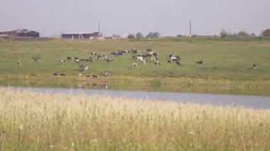 Panoramik göl tarafında otlatma sığır.