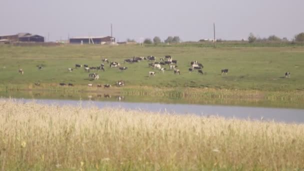 Vista panoramica del pascolo bovino sul lato stagno . — Video Stock