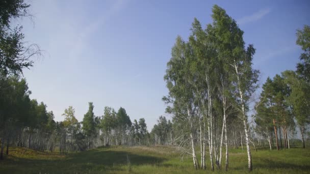 森林の端にある空き地に生育する樹木のパノラマ ビュー. — ストック動画