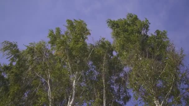 Beneden uitzicht op bomen kronen gebogen met sterke wind. — Stockvideo