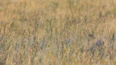 Çim alan rüzgarda sallayarak görünümünü kapat.