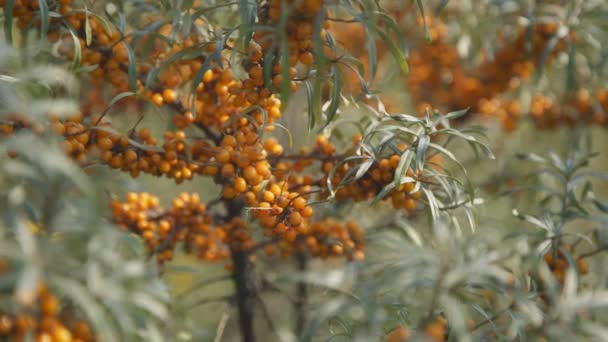 Vista de cerca de ramas de espino cerval naranja . — Vídeo de stock