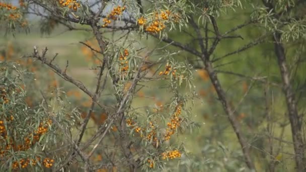 Close-up van duindoorn in bloei. — Stockvideo