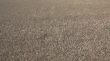 Ekili alan tahıl panoramik görünümü kapatın.