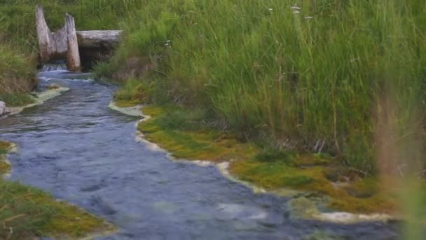 Close-up van bos stream stromen in vers gras. — Stockvideo