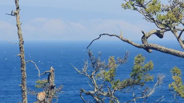 枝を通して見た湖のパノラマ ビュー. — ストック動画