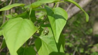Gruener Schildkaefer auf Blatt