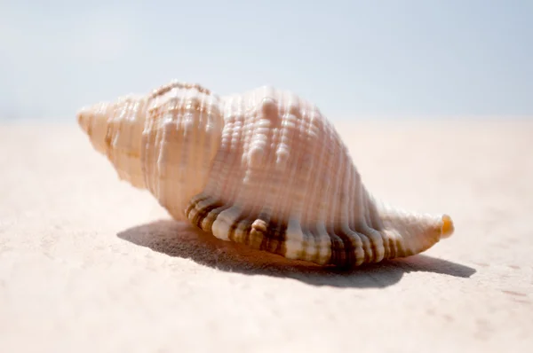 Seashell su una superficie di legno — Foto Stock