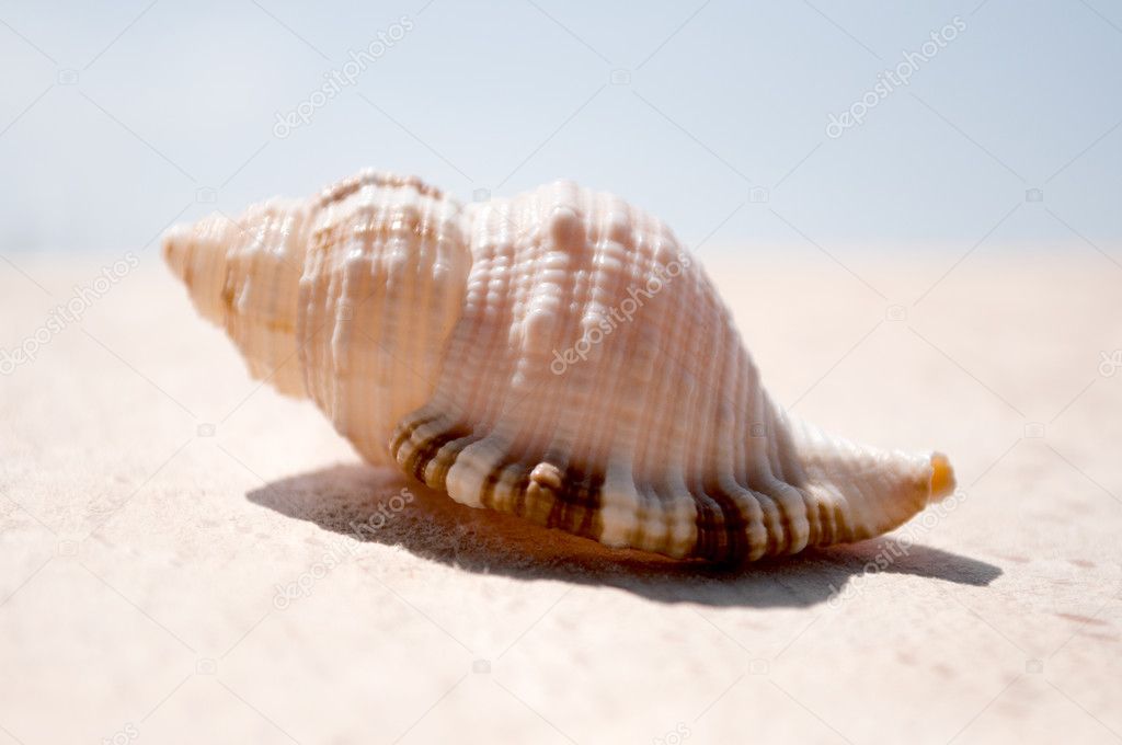 Seashell on a wooden surface