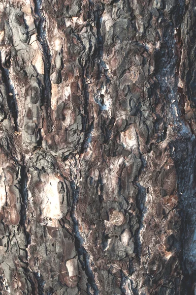 Background texture of bark of pine — Stock Photo, Image