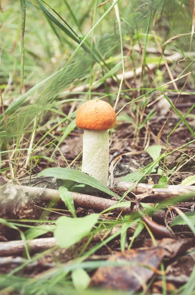 Boleto de cogumelos florestais — Fotografia de Stock