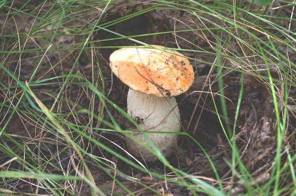 Seta del bosque Boletus — Foto de Stock