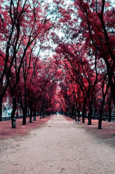 Parktaki Sokak Parlak Kırmızı Yapraklı Ağaçlardan Yapılma — Stok fotoğraf