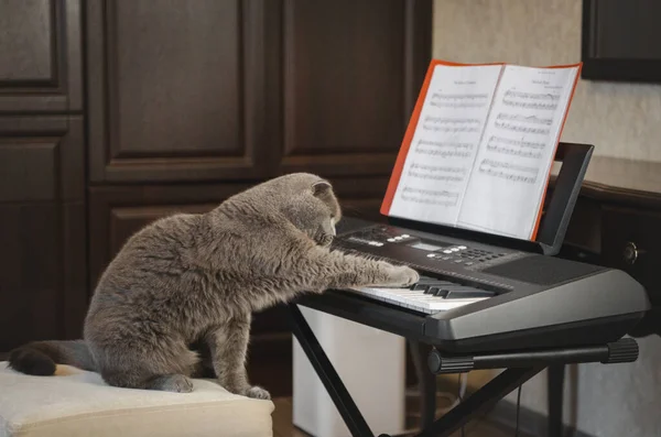 Grå Katt Spelar Det Elektroniska Musikinstrumentet Synthesizer — Stockfoto