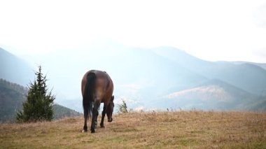 Yeşil alanda otlayan atlar ve gün boyunca arka planda dağlar.