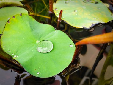 Büyük bir su damlası, su yüzeyinde yüzen bir nilüfer yaprağının üzerinde bir araya gelir..