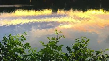 Bu video, gün batımında, canlı yeşil yapraklarla sallanan altın paletini yansıtan sıvı bir tuval gibi davranan bir nehir yüzeyi tarafından sakin ve atmosferik bir anı yakalar. 4k 60 fps. 3840 x 2160.