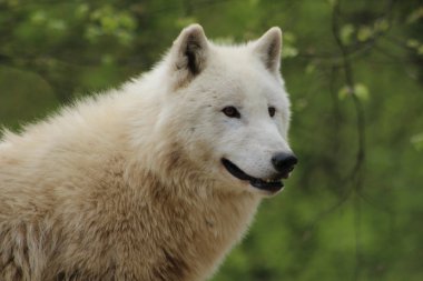 Hayvanat Bahçesi kutup kurt