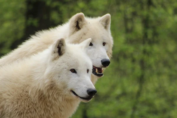 Lobos polares en el zoológico — Foto de Stock