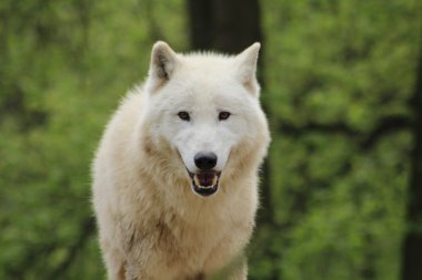 Hayvanat Bahçesi kutup kurt