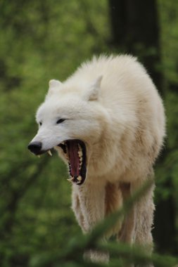 Hayvanat Bahçesi esneme kutup kurt