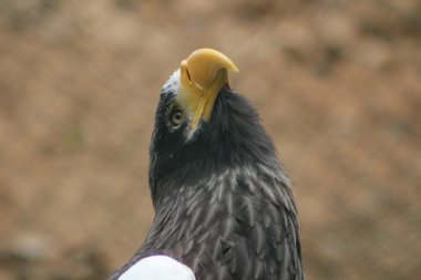 Hayvanat bahçesinde kartal