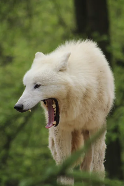 Geeuwen polar wolf — Stockfoto