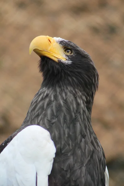 Adler im Zoo — Stockfoto