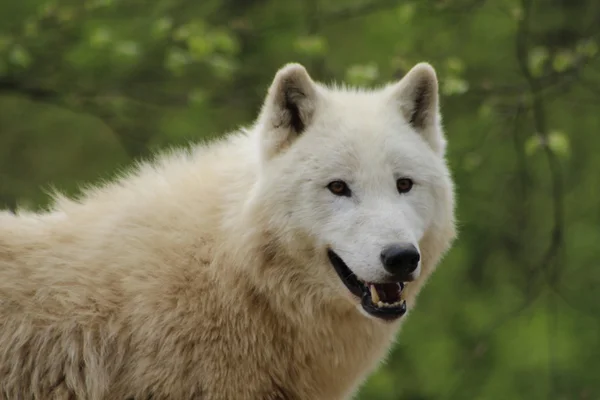 Polar wolf in zoo Stock Picture