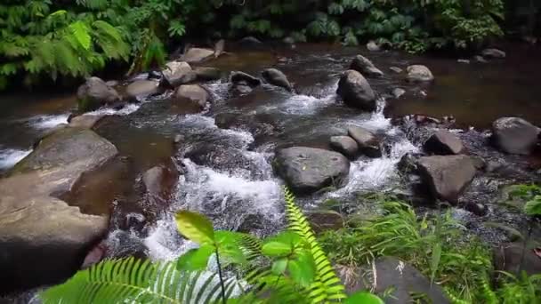 山区河流景观的自然，小溪，小溪，小溪的视图 — 图库视频影像