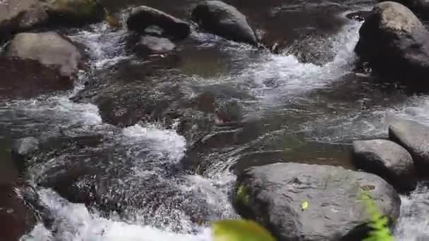 Mountain River Landscape of Nature, View of a Stream, Creek, Brook — Stock Video