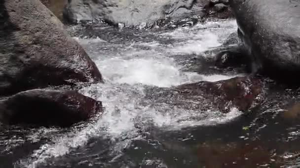 Rio de montanha tempestuoso cristalino na selva — Vídeo de Stock