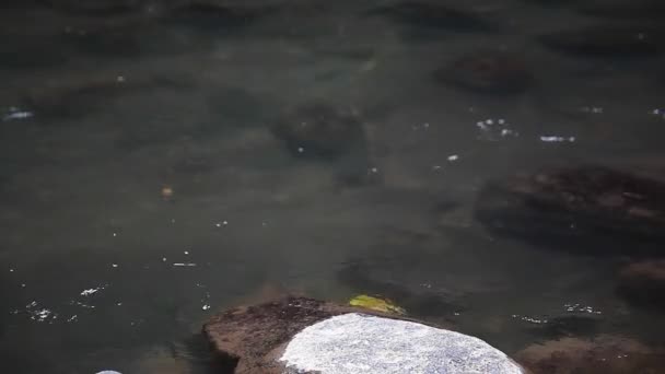 Rio de montanha tempestuoso cristalino na selva — Vídeo de Stock