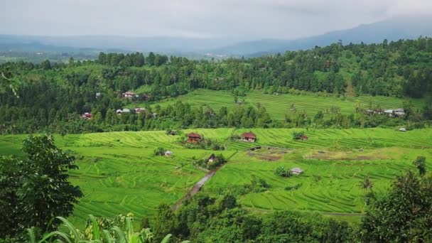 Vesnice v džungli a rýžová pole. Bali, Indonésie — Stock video
