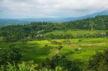 Pirinç terasları Bali. Pirinç terasları arasında bir vadide köydür. Bali, Endonezya kuzeyinde pirinç ekimi.