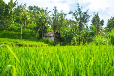 Yalnız bir ev fonunda yeşil çimler uzuyor