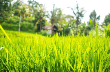 Yalnız bir ev fonunda yeşil çimler uzuyor