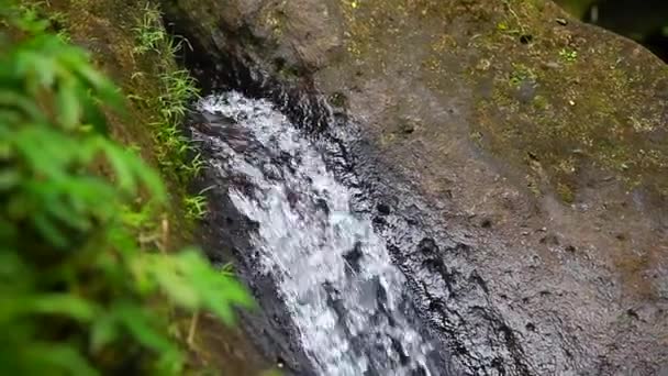 热带山上溪 — 图库视频影像