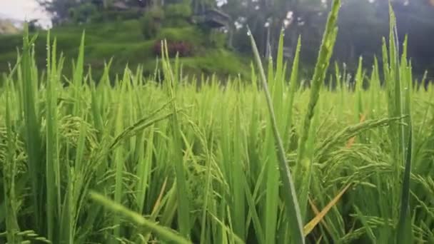 Vers groen gras met dauwdruppels in de zon in de zomer en bokeh. — Stockvideo