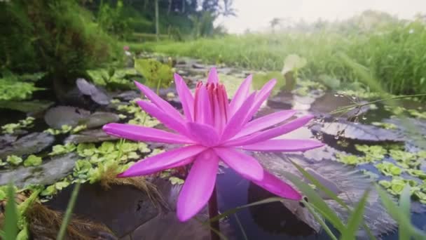 연못에서 꽃피는 수련은 잎으로 둘러싸여 있다. — 비디오