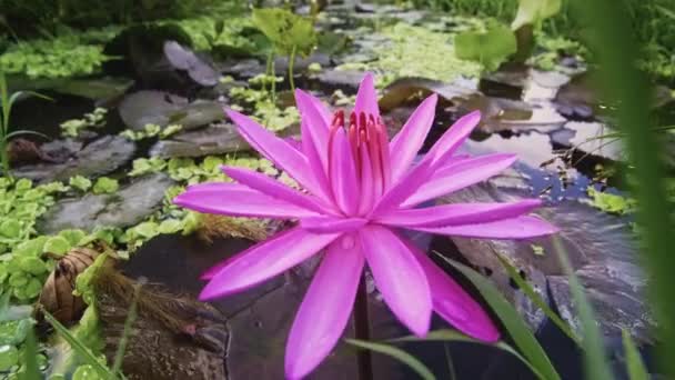 The water lily blooming in pond is surrounded by leaves. — Stock Video