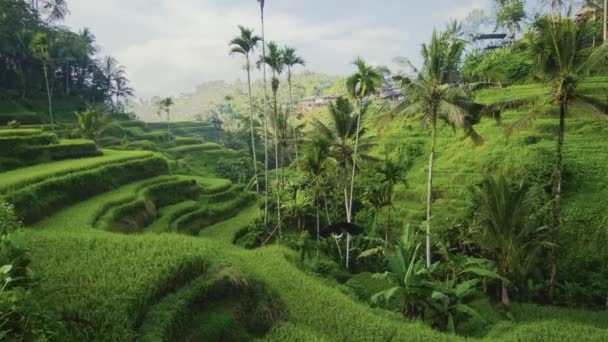 Aerial view above of landscapes with terraces rice fields of Tegallalang Bali — Stock Video