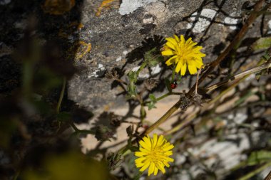 Karahindiba Kökü 'nde uğur böceği Bir Kayaya tutunuyor