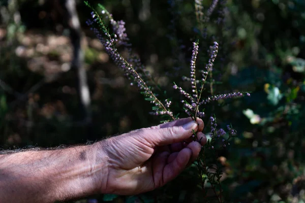 Heather Dal, Makro-Yakın çekim makro fotoğrafında bir erkeğin narin bir çalıyı nazikçe tutarken, ince çiçek desenleri ve doğal renkler sergilerken,.