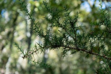 Bir ardıç dalının sanatsal Bokeh efektli makrosu ile ardıç iğnelerini ve doğal dokusunu sergiliyor, arka planda estetik bir botanik atmosferi için yumuşak bir bokeh etkisi var..
