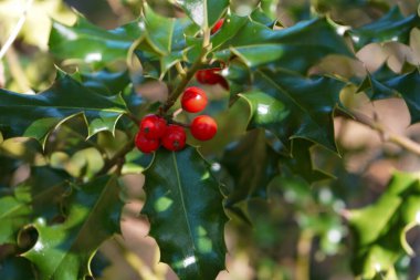 Holly Leaf ve Red Berries Macro Shot at Courant dHuchet, Moliets-Macro photo with a holly leaf with bright red berries caught at the Courant dHuchet, Moliets, France. Keskin botanik detayları, canlı renkler ve doğal orman atmosferi..