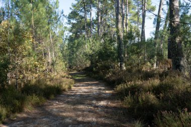 Pines ve Lush Green-Scenic tarafından çevrelenmiş olan Courant dHuchet Yolu boyunca Courant dHuchet boyunca uzanan güneşli bir patika manzarası, çam ağaçları ve huzurlu bir doğa yürüyüşü sırasında canlı bitki örtüsü.