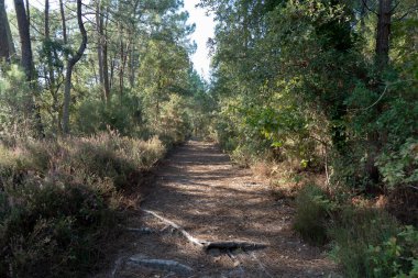 Korunmasız Kökler ve Çam Ormanı-Sunlit patikasıyla güneş ışığıyla aydınlanan dHuchet yolu Courant dHuchet boyunca açıkta kalan ağaç kökleri, çam ağaçları ve yemyeşil ile çevrili huzurlu doğa yürüyüşü sırasında.