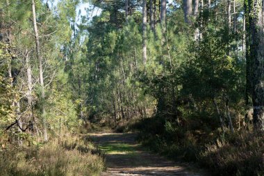 Courant dHuchet-Sunlit bölümü boyunca Sunny Pine Ormanı yolu boyunca uzun çam ağaçlarıyla çevrili. Sıcak ve huzurlu doğa sahnesi açık hava, seyahat ve orman temalı projeler için idealdir..