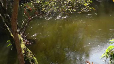 Fransa 'daki Courant dHuchet' te sakin ve köpüklü tatlı su ağır çekimde çekildi. Yumuşak su hareketlerini vurgulayan sakin doğal bir sahne, rahatlama, meditasyon ve barışçıl görsel arka planlar için mükemmeldir..